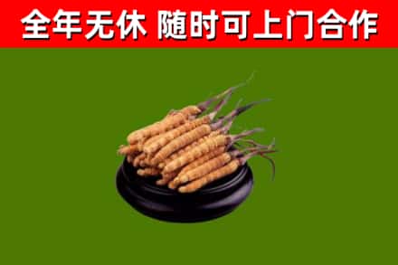 合浦回收冬虫夏草