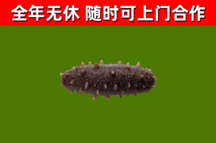 合浦回收海参干